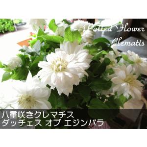 八重咲き クレマチス ダッチェス オブ エジン...の詳細画像1