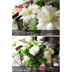 八重咲き クレマチス ダッチェス オブ エジン...の詳細画像3