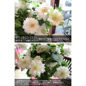 八重咲き クレマチス ダッチェス オブ エジン...の詳細画像4