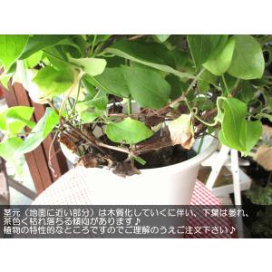 八重咲き クレマチス ダッチェス オブ エジン...の詳細画像5