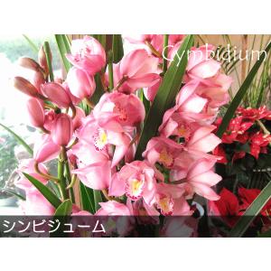 シンビジューム 5本立ち以上 鉢植え 洋蘭 洋...の詳細画像1