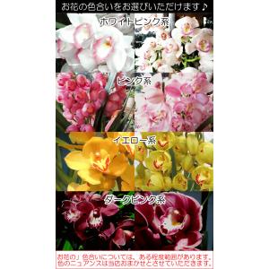 シンビジューム 5本立ち以上 鉢植え 洋蘭 洋...の詳細画像3
