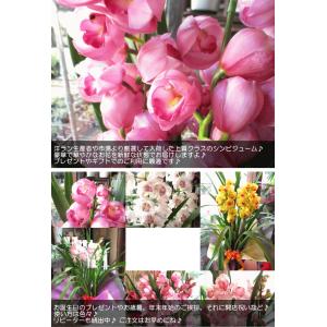 シンビジューム 5本立ち以上 鉢植え 洋蘭 洋...の詳細画像4
