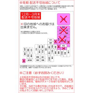 シンビジューム 5本立ち以上 鉢植え 洋蘭 洋...の詳細画像5
