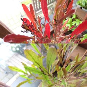 最新ドドナエア 花 すべての美しい花の画像