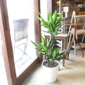 送料無料 観葉植物 モンステラ8号 鉢カバー付 立て札、メッセージ