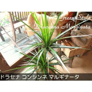 ドラセナ コンシンネ マルギナータ(真実の木)...の詳細画像1