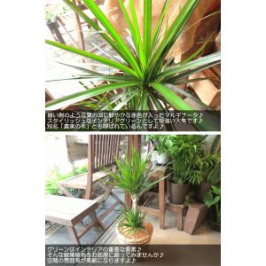ドラセナ コンシンネ マルギナータ(真実の木)...の詳細画像3