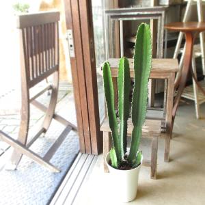 ユーフォルビア 大雲閣 ダイウンカク 6号鉢サイズ 鉢植え 多肉植物 柱サボテン 薫る花 観葉植物 おしゃれ インテリアグリーン ユーホルビア カクタス Euphorbia 01 薫る花 通販 Yahoo ショッピング