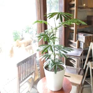 おしゃれ 観葉植物 キンモウコウ：ゴールデンモンキー タカワラビ*金毛