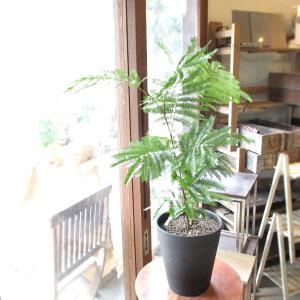 観葉植物 エバーフレッシュ ネムノキ スクエア陶器鉢植え 6号 本物