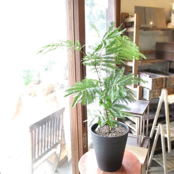 エバーフレッシュ ねむの木 7号鉢サイズ 黒色 セラアート鉢 鉢植え ブラック ネムの木 アカサヤネ...