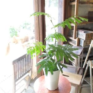 エバーフレッシュ 7号 空気清浄の木 夜眠る 観葉植物 ガーデニング