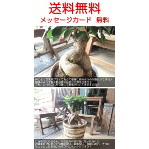 ガジュマル 多幸の木 6号鉢サイズ 鉢植え 観...の詳細画像4