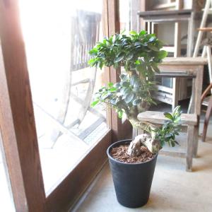 現品1点もの ガジュマル 観葉植物 八の字 8号鉢苗 受け皿付き 大型種類