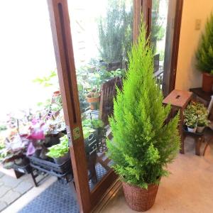 コニファー ゴールドクレスト 7号鉢サイズ 観葉植物 ミニ プレゼント ギフト お誕生日 開店祝い 引越し 新築 庭木 シンボルツリー クリスマスツリー ウィルマ Goldcrest 03 薫る花 通販 Yahoo ショッピング