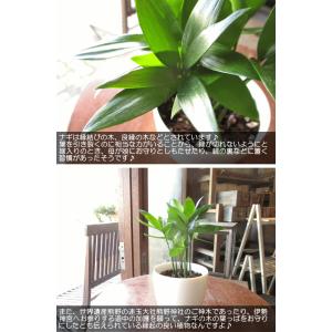 ミニ ナギ 梛 3.5号鉢サイズ 鉢植え 縁結...の詳細画像3