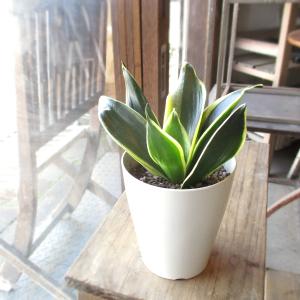 モンステラ デリシオーサ 7号鉢サイズ 鉢植え 観葉植物 ミニ