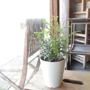 観葉植物のおまかせ寄せ植え 7号鉢サイズ 白色 セラアート鉢 鉢植え 薫る花 観葉植物 おしゃれ インテリアグリーン ミニ観葉 セット 福袋 小型 ミニ Greenassort 07 薫る花 通販 Yahoo ショッピング