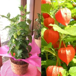 ほおずき 鉢植えの商品一覧 通販 Yahoo ショッピング