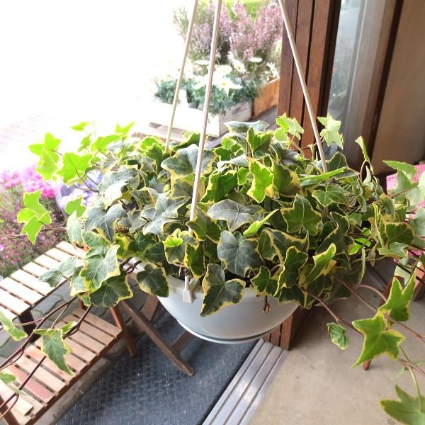 斑入り アイビー ヘデラ ゴールデンチャイルド 6号吊鉢 鉢植え 蔓性 つる性 吊り下げ ぶら下げ ...