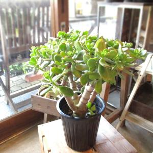 お金のなる木 花月 成金草 5号鉢サイズ 鉢植え 薫る花 庭木 シンボルツリー 常緑樹 ミニ 多肉植物 金のなる木 カネノナルキ ナリキンソウ