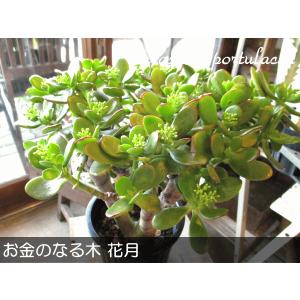 現在花芽付き お金のなる木 花月 成金草 5号...の詳細画像1
