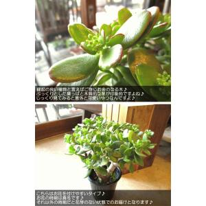 現在花芽付き お金のなる木 花月 成金草 5号...の詳細画像3