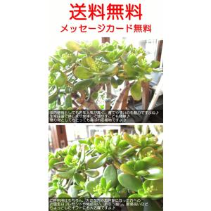現在花芽付き お金のなる木 花月 成金草 5号...の詳細画像4