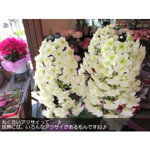 カシワバアジサイ 5号鉢サイズ 鉢植え 花 フ...の詳細画像3