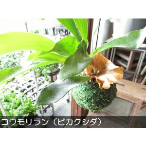 コウモリラン ビカクシダ 苔玉仕立て ワイヤー...の詳細画像1