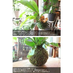 コウモリラン ビカクシダ 苔玉仕立て ワイヤー...の詳細画像3