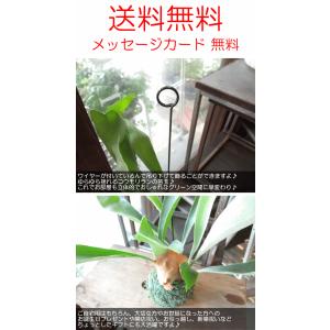 コウモリラン ビカクシダ 苔玉仕立て ワイヤー...の詳細画像4