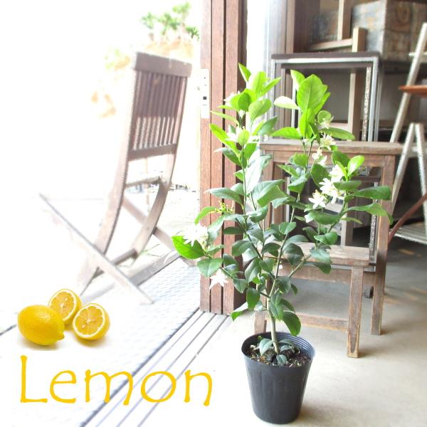 レモンの木 室内