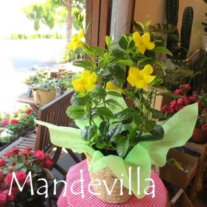マンデビラ サマーブーケ 5号鉢サイズ 鉢植え デブラデニア 薫る花 フラワー 鉢花 グリーンカーテン 庭木 シンボルツリー ベランダ 父の日特集 早割り