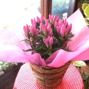 リンドウ メルヘンアシロ 5号鉢サイズ 鉢植え 安代りんどう 桃色 ピンク 竜胆 薫る花 フラワー 鉢花 花鉢 敬老の日ギフト おばあちゃん おじいちゃん