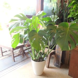 観葉植物 大型 モンステラ・デリシオーサ（根上がり仕立て） / 5