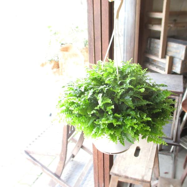 ネフロレピス ボストンファーン 5号吊り鉢 鉢植え 西洋タマシダ シダ植物 吊り下げ ぶら下げ 壁掛...