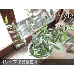 オリーブの木 2品種植え 7号鉢サイズ 白色 ...の詳細画像1