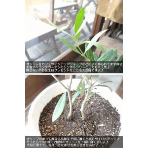 オリーブの木 2品種植え 7号鉢サイズ 白色 ...の詳細画像3