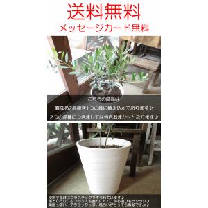 オリーブの木 2品種植え 7号鉢サイズ 白色 ...の詳細画像4