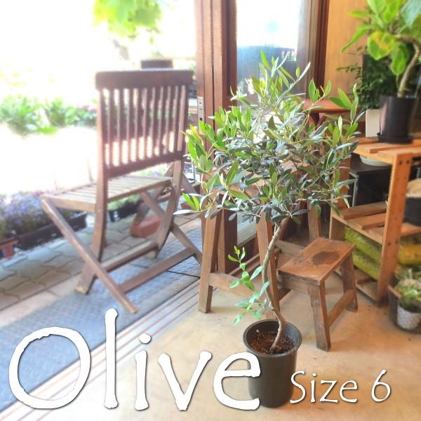 オリーブの木 6号鉢サイズ 鉢植え 苗木 オリーブ 薫る花 庭木 シンボルツリー 常緑樹 大型 中型