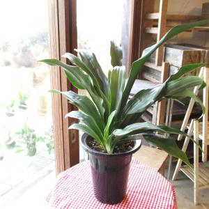 オモト／万年青 “宝船宗石” 5.5号鉢植え 縁起の良い厄除けの植物