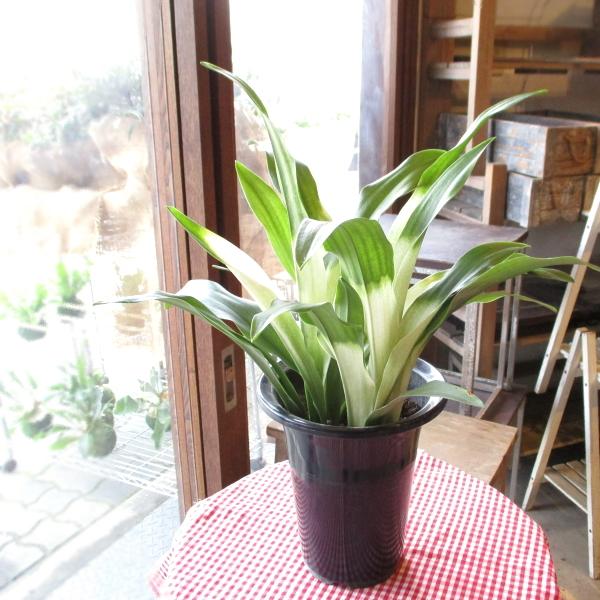 万年青 オモト あけぼのおもと 宗石 5.5号鉢サイズ 鉢植え 曙 薫る花 庭木 シンボルツリー 常...