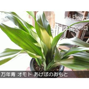 万年青 オモト あけぼのおもと 宗石 5.5号...の詳細画像1