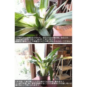万年青 オモト あけぼのおもと 宗石 5.5号...の詳細画像3