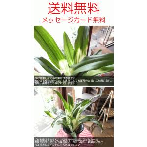 万年青 オモト あけぼのおもと 宗石 5.5号...の詳細画像4