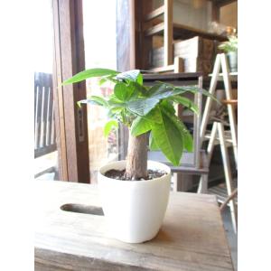 ミニ パキラ 発財樹 3.5号鉢サイズ 鉢植え...の詳細画像2