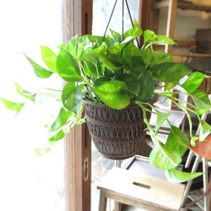 ポトス 吊り鉢の商品一覧 通販 Yahoo ショッピング