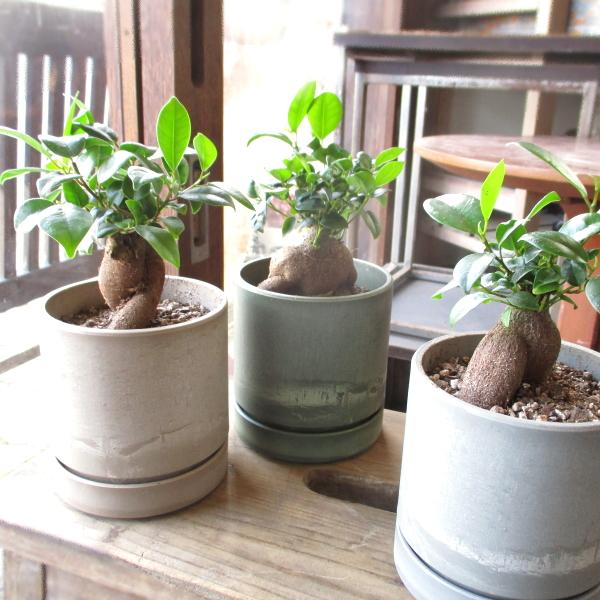 ガジュマル 多幸の木 鉢色選べる シリンドリカルポット 3.5号鉢サイズ 鉢植え ミニ観葉 キジムナ...